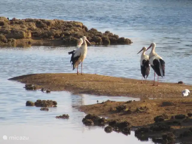 Casa Bela Vista vue fantastique sur la mer | Portugal, Algarve, Guia - maison de vacances La réserve naturelle avec des flaques d'oiseaux, que vous pouvez voir depuis la casa