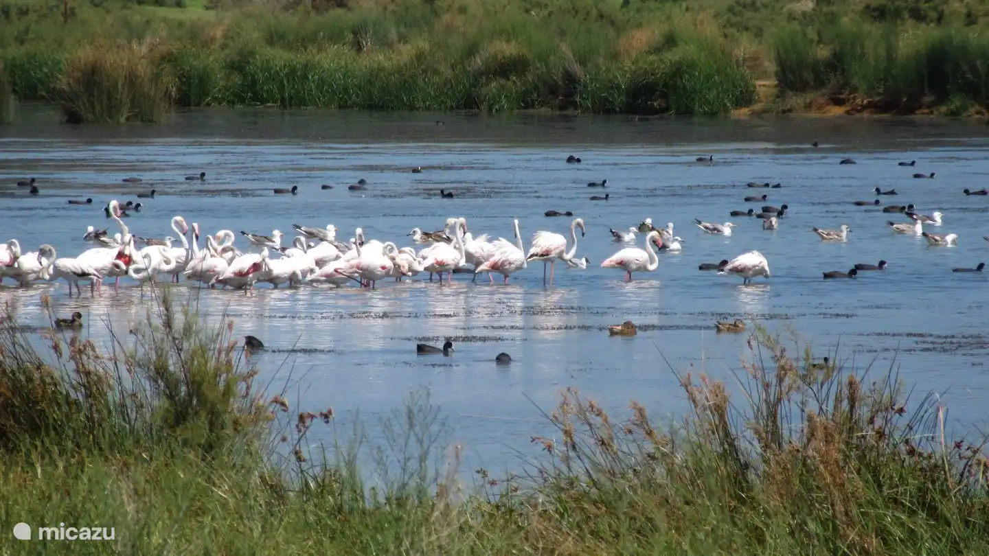 Das Naturschutzgebiet mit Vogelpfützen, die Sie von der Casa aus sehen können