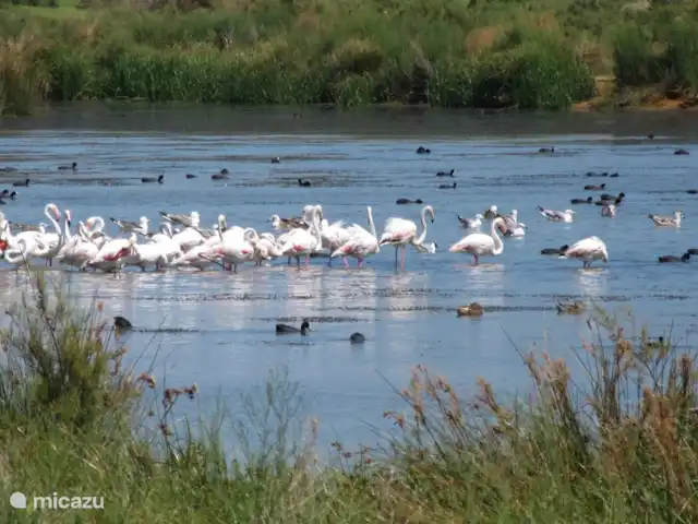 Casa Bela Vista vue fantastique sur la mer | Portugal, Algarve, Guia - maison de vacances La réserve naturelle avec des flaques d'oiseaux, que vous pouvez voir depuis la casa