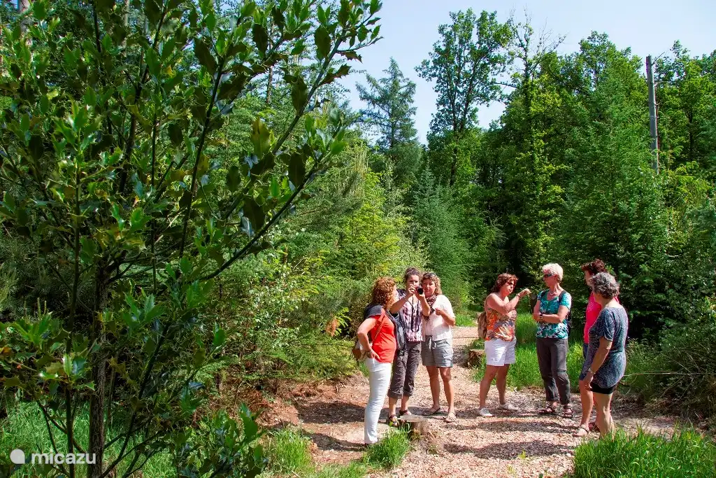 Von Ihrer Unterkunft aus haben Sie direkten Zugang zum Wald und der Natur. Der Wald bietet verschiedene Möglichkeiten für Aktivitäten wie Wandern, Joggen, Radfahren und Picknicken.