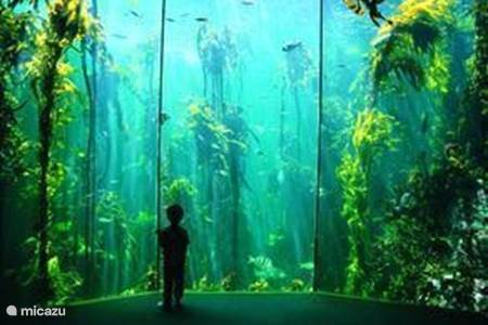 Das Two Oceans Aquarium