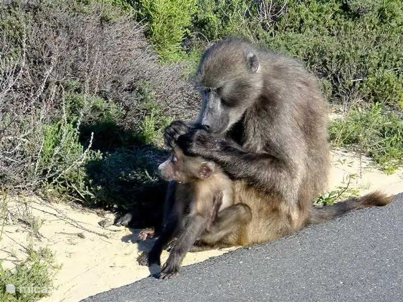 Pavian mit Baby auf Cape Point