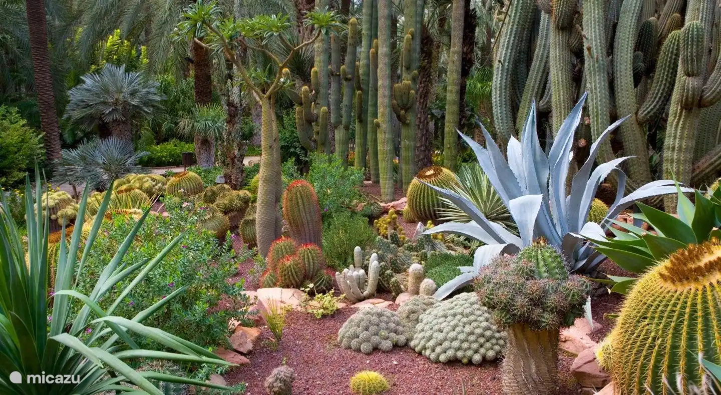 Elche Huerto del Cura