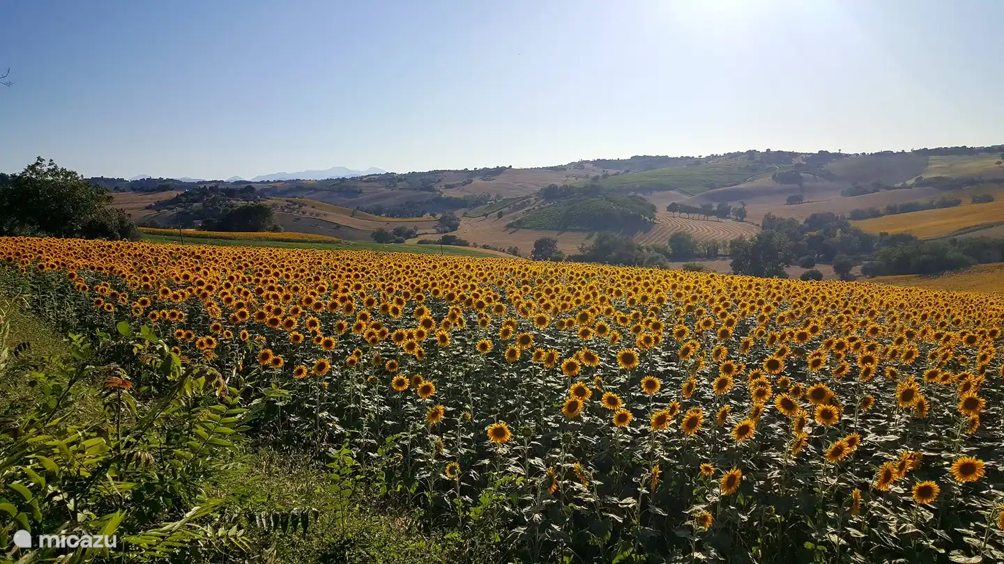 Lassen Sie sich von den Sonnenblumen inspirieren