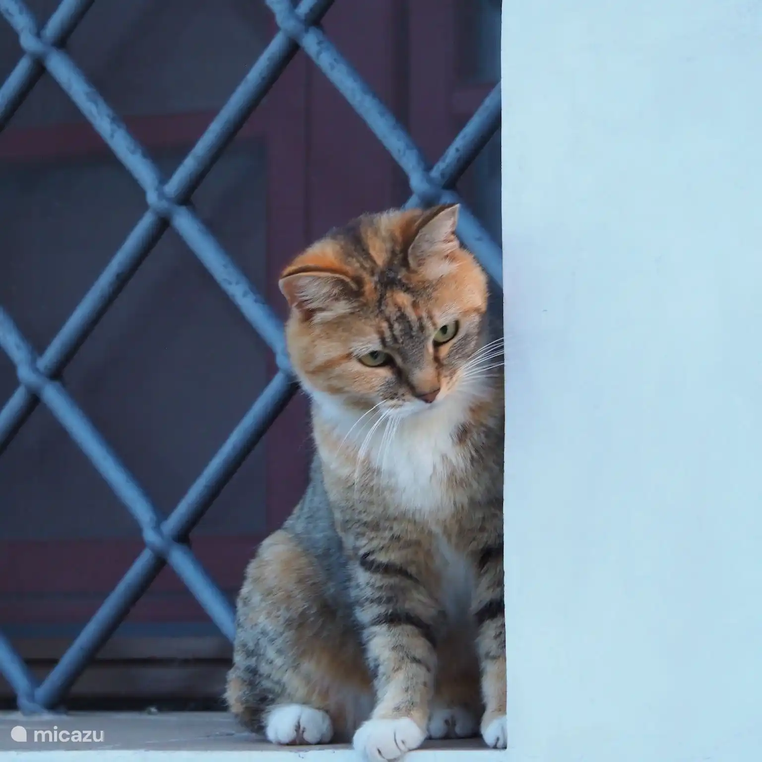 Unsere Katze Minu wird von allen geliebt.