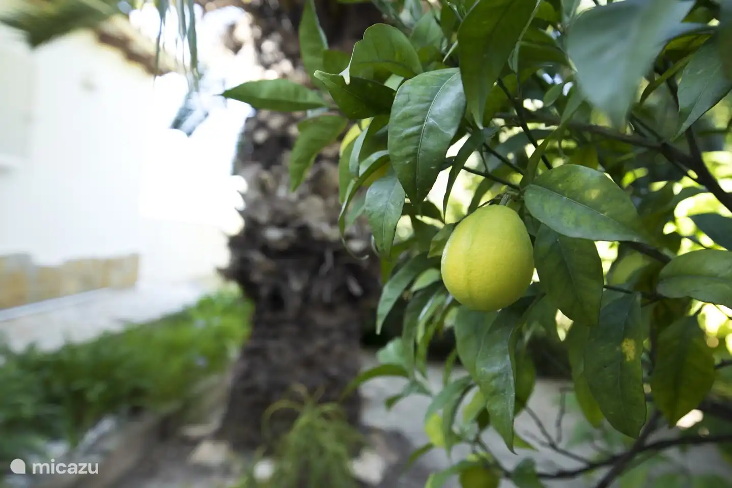 A côté de la villa, vous trouverez un verger, la cueillette est autorisée !