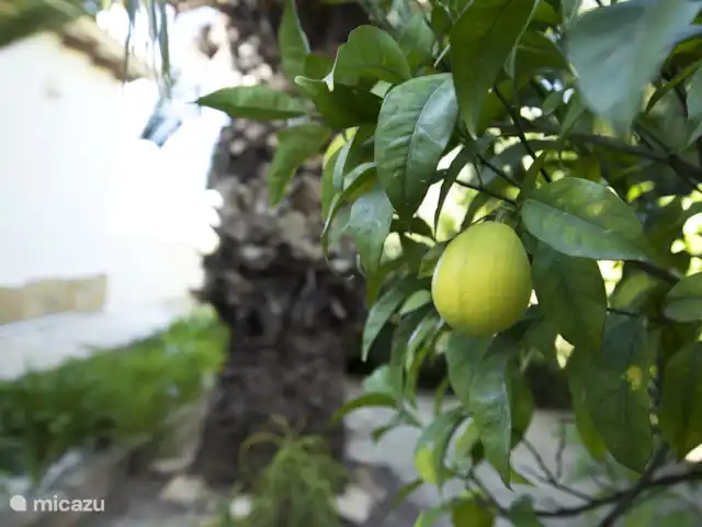 Villa Alexandra | Espagne, Costa Blanca, Benissa - villa A côté de la villa, vous trouverez un verger, la cueillette est autorisée !