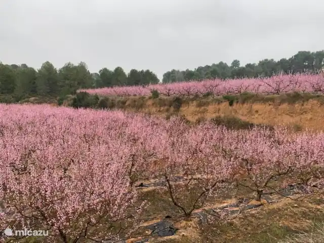 Casa de Naranjas, Montroy, Valencia | Espagne, Valence, Montroy - maison de vacances Les belles fleurs d'amandier
