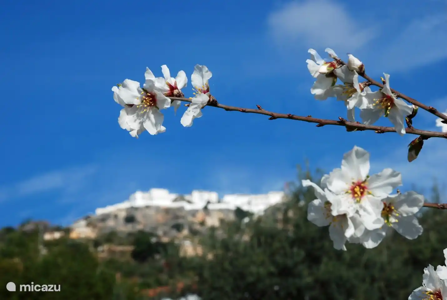 Mandelblüte im Winter mit Comares im Hintergrund.