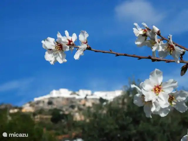 casa rural / cabaña en España, Costa del Sol, Comares – Casita Martín Flor de almendro en invierno con Comares al fondo.