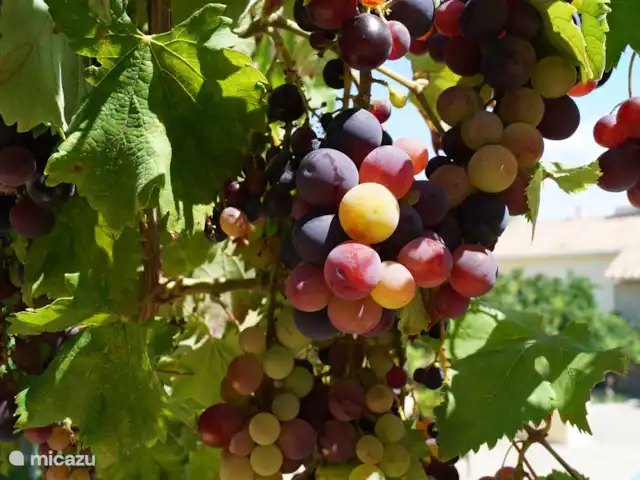 Location de Vacances Espagne, Costa Blanca, Polop, studio - Studio Libertad