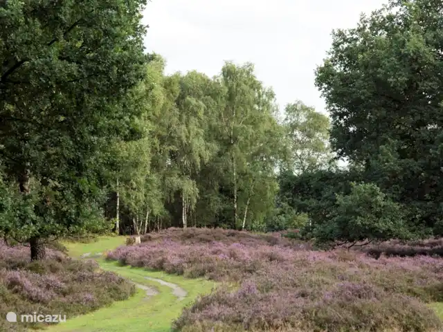 Location de Vacances Pays-Bas, Overijssel, Denekamp, maison de vacances - Maison de vacances De Sombeeck Bruyère.