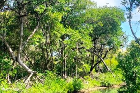 Parque de manglares