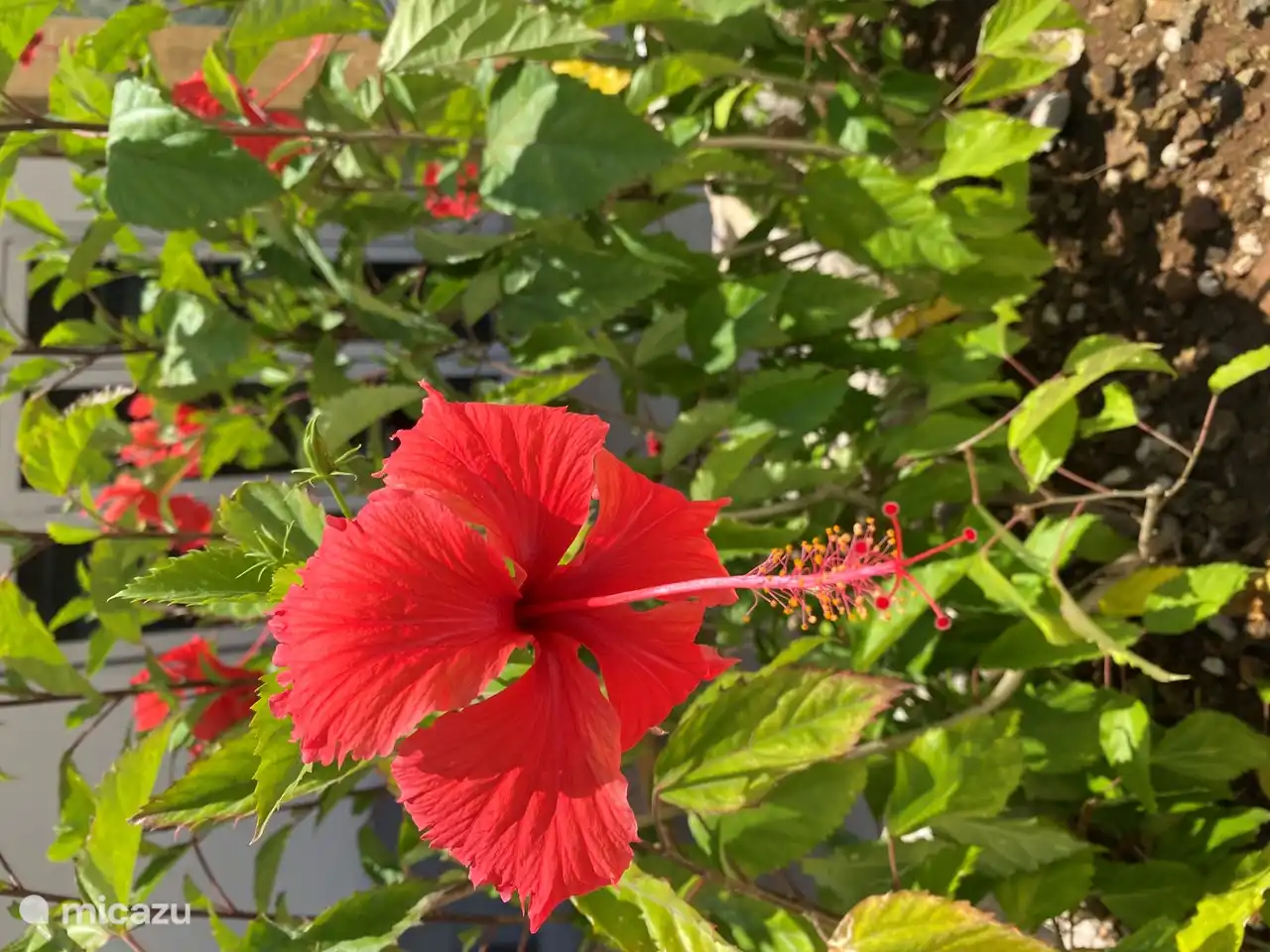 Im tropischen Garten finden Sie die schönsten bunten Blumen.
