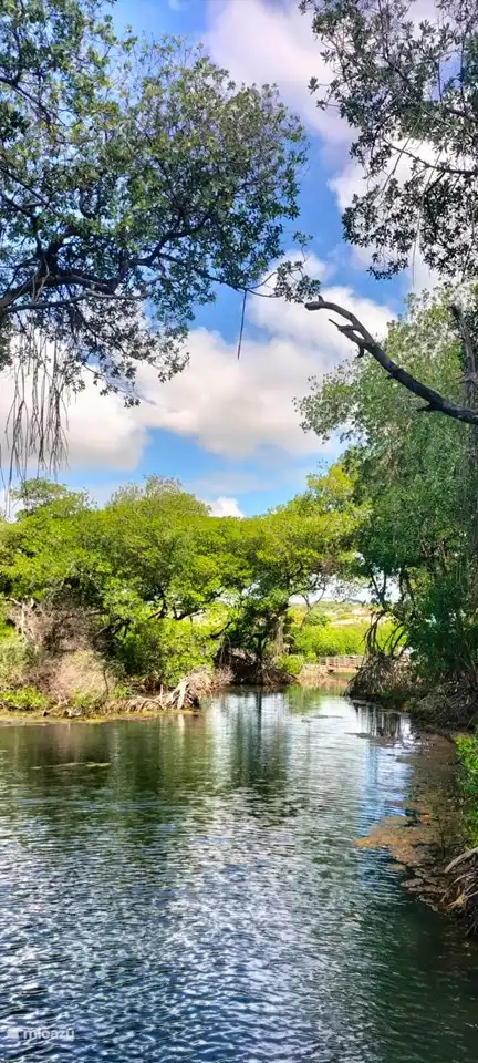 Mangrovenpark, in dem Sie die wunderschöne Natur genießen können, die Curacao zu bieten hat.