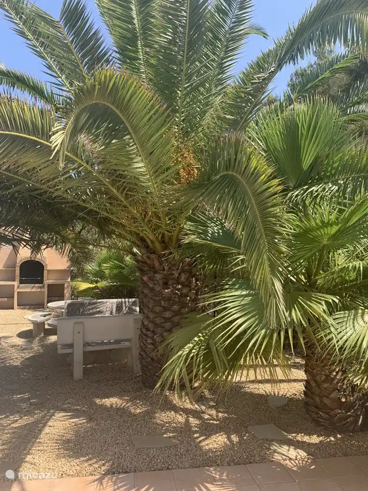 Viel Grün im Garten.