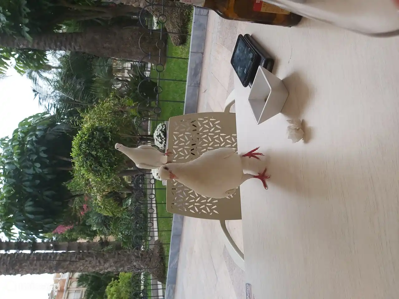 Auch Tauben besuchen den Platz