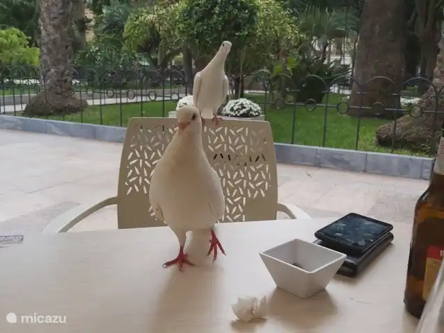 Casa Don Marco | Espagne, Costa Cálida, Aguilas - appartement Les pigeons visitent aussi la place