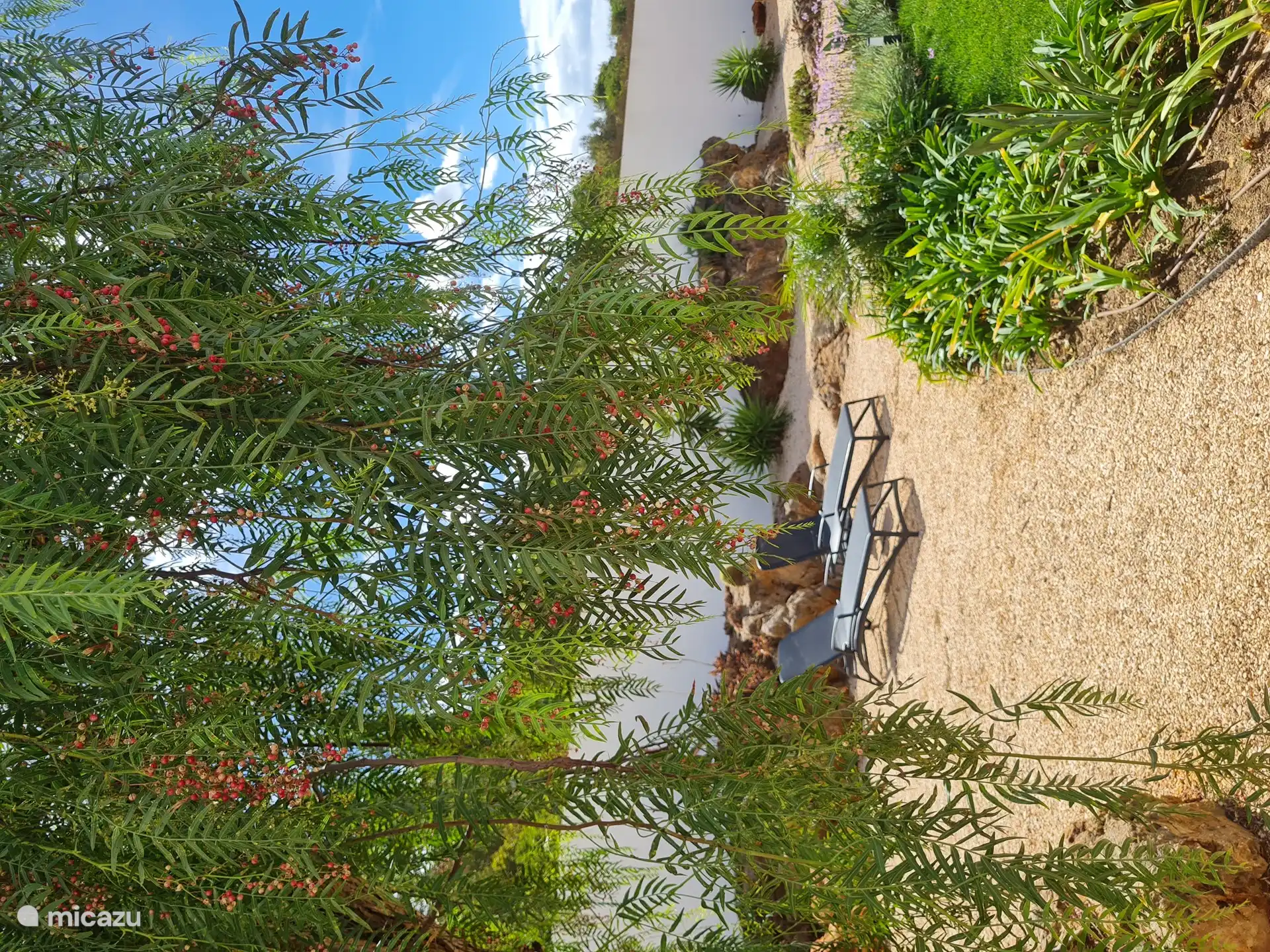 Essbare rosa Paprika aus dem eigenen Garten.