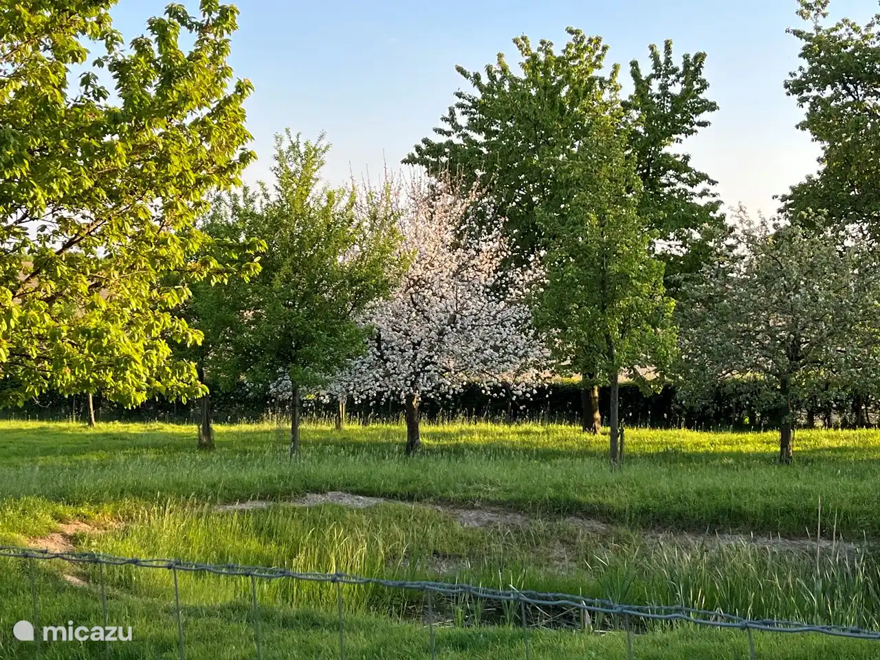 Die Blüte im Obstgarten