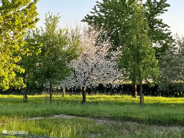Maison de vacances dans les collines | Pays-Bas, Limbourg, Nuth - ferme La fleur dans le verger