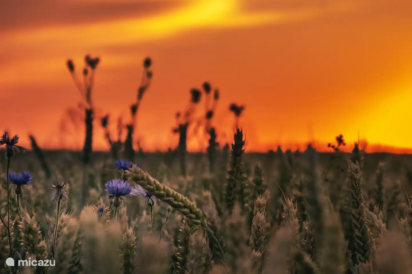 Kornblumen in der Abendsonne