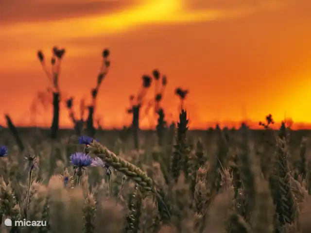 Maison de vacances dans les collines | Pays-Bas, Limbourg, Nuth - ferme Bleuets au soleil du soir