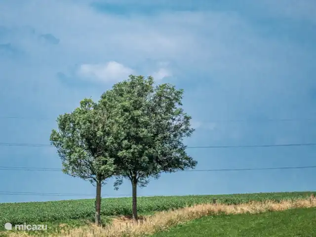 Maison de vacances dans les collines | Pays-Bas, Limbourg, Nuth - ferme environnement avec de larges vues