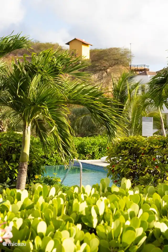 Schwimmbad und Garten