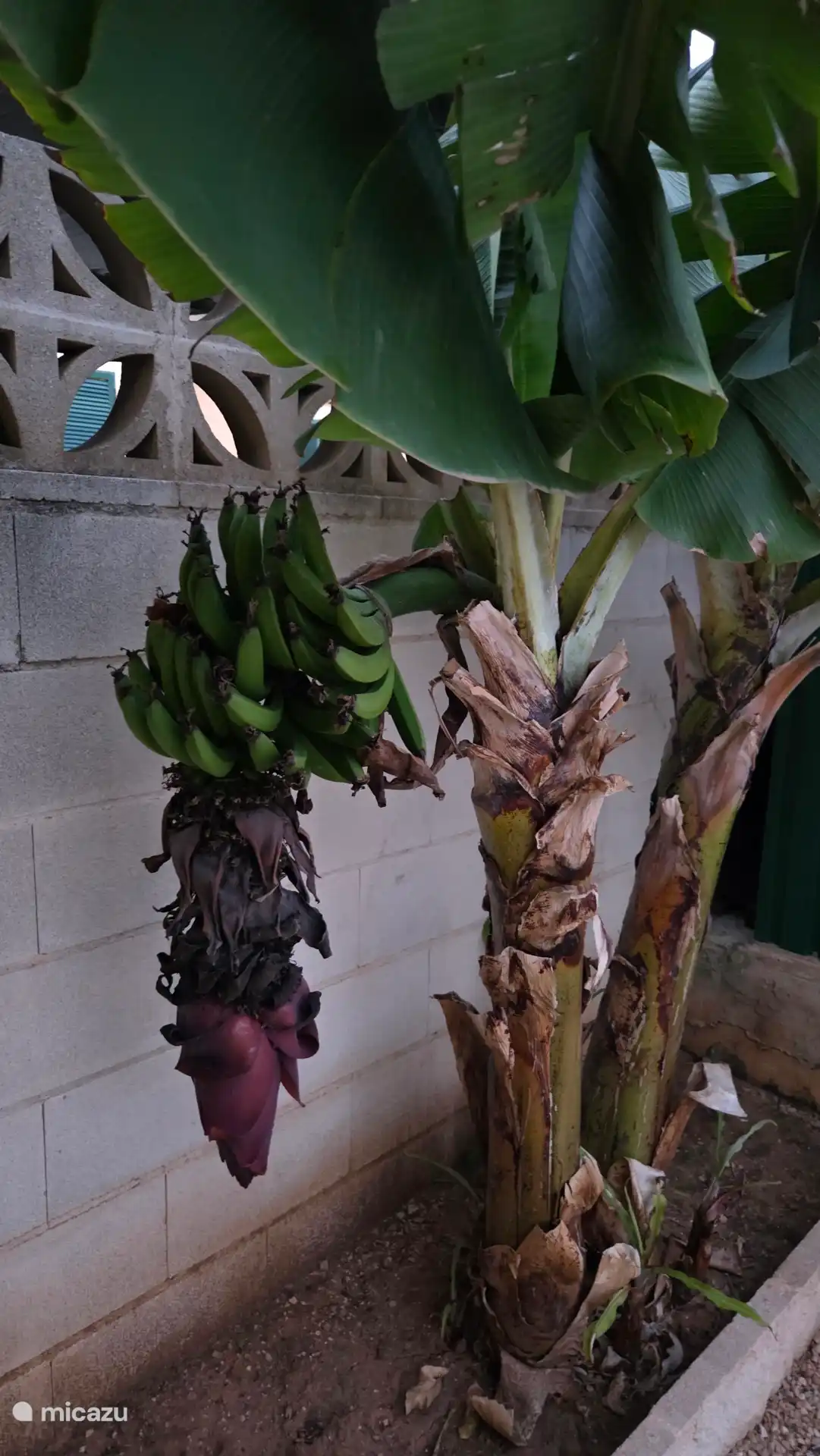 Banaanplant met vrucht in de tuin