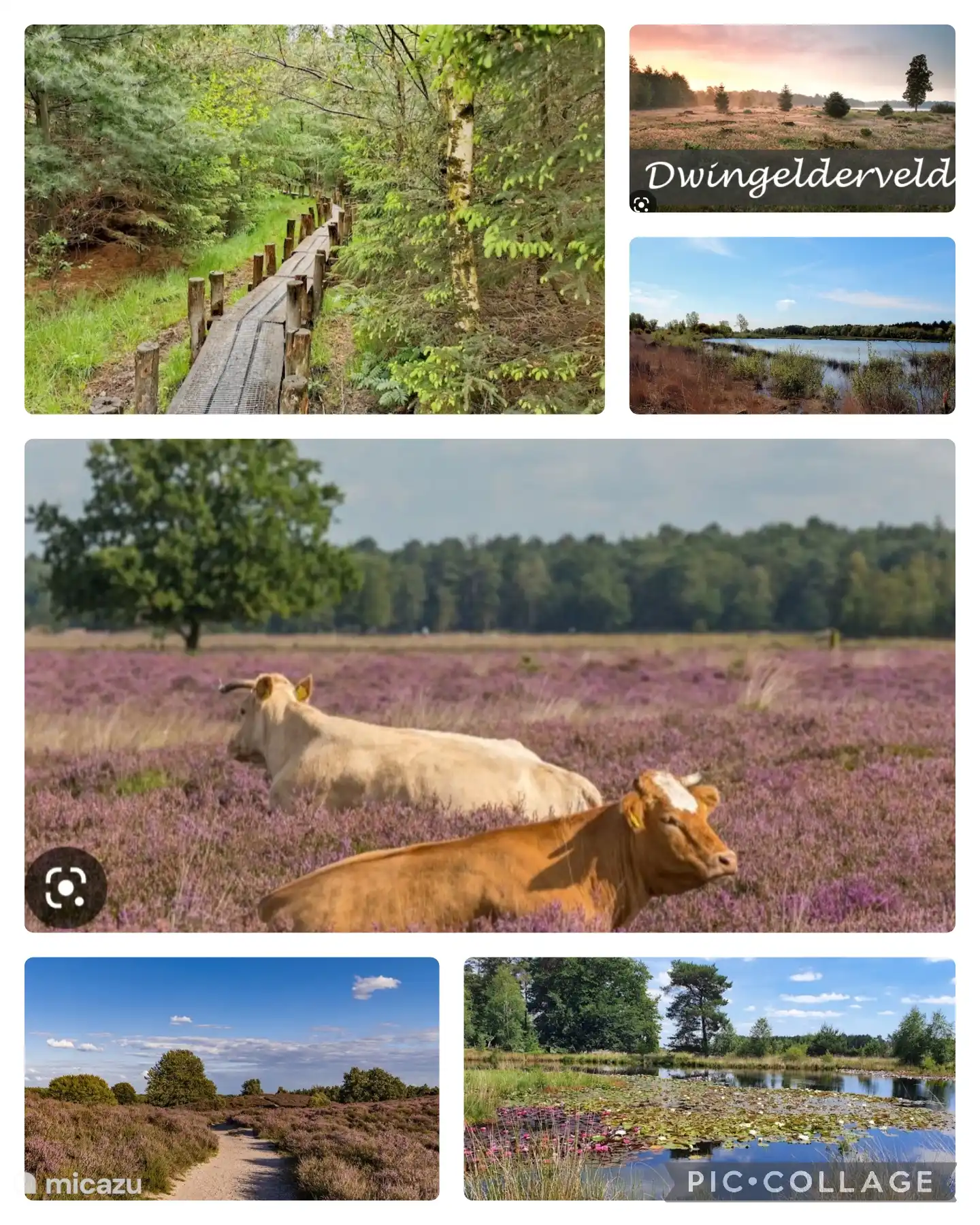 Parc naturel du Dwingelderveld