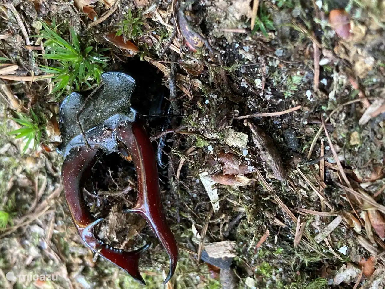 Zeer zeldzaam, maar in onze bostuin plant het Vliegend Hert zich nog voort!
