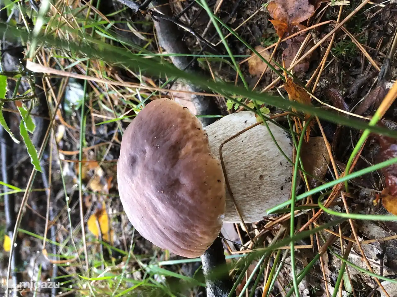 Smakelijke paddestoelen in het najaar...
