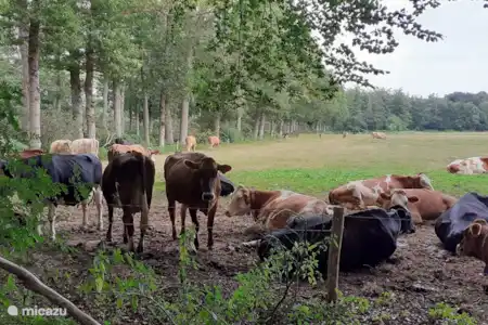 Castillos en Achterhoek