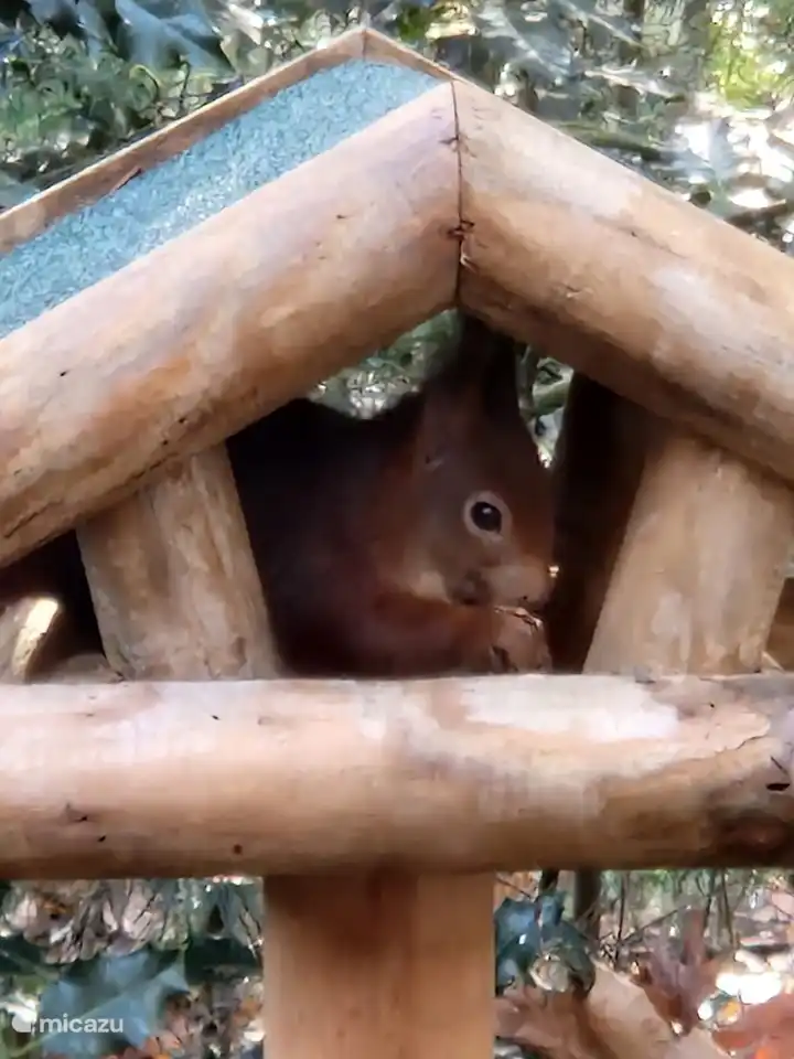 Eichhörnchen zu Besuch