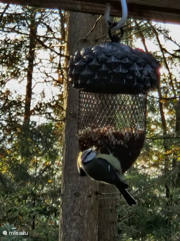 Paradies für die Vögel
