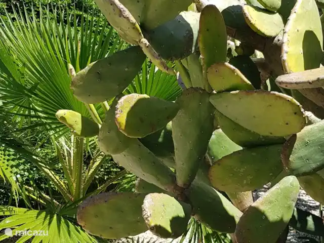 Casa Katoentuin huren in Curaçao, Banda Ariba (oost), Montan'i Rei - villa Cactus in de voortuin.