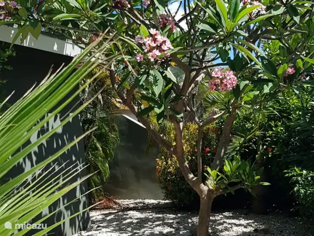 Casa Katoentuin huren in Curaçao, Banda Ariba (oost), Montan'i Rei - villa Tropische planten in de voortuin.