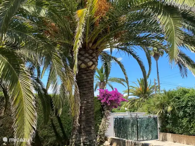 Villa Cave | Espagne, Costa Blanca, Jávea - villa Le jardin de devant est magnifique avec beaucoup de verdure