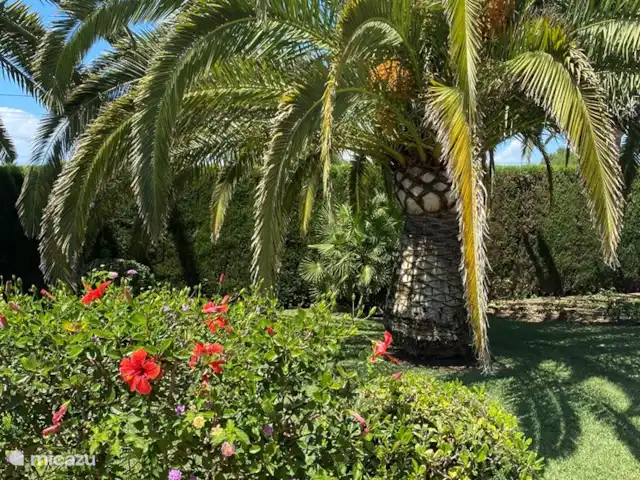 Villa Cave | Espagne, Costa Blanca, Jávea - villa Pas moins de 3 grands palmiers avec une mer de fleurs