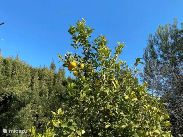 Villa Cave | Espagne, Costa Blanca, Jávea - villa Dans le jardin fruitier derrière la maison vous trouverez un Agrume, des Orangers, un Néflier, etc.