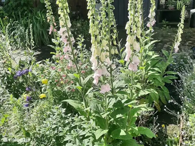 L'écurie | Pays-Bas, Limbourg, Kerkrade - maison mitoyenne Le jardin (printemps/début d’été)