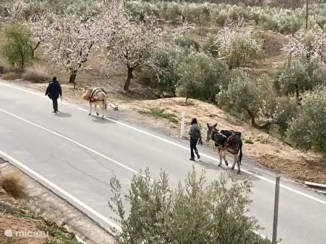 Casa cueva creativa con jacuzzi en España, Andalucía, Gorafé - casa cueva