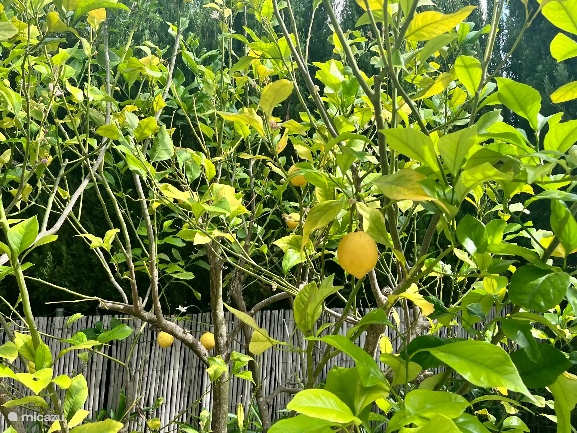 Pflücken Sie die frischen Zitronen aus Ihrem eigenen Garten!