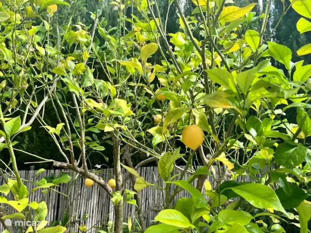 Casa La Palmera huren in Spanje, Costa Blanca, Jávea - villa Pluk de verse citroenen uit eigen tuin!