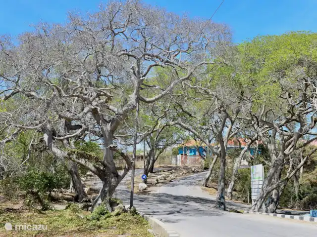 Location de Vacances Curaçao, Banda Abou (ouest), Westpunt, bungalow - Maison de plage, Villa Santirome/Wifi gratuit