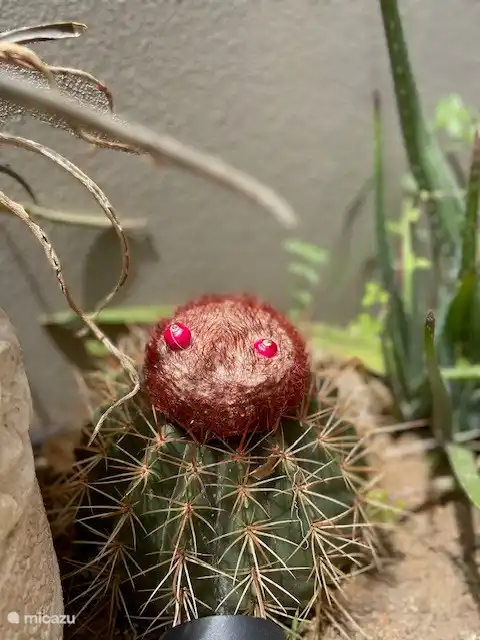 Kaktus mit essbaren Früchten