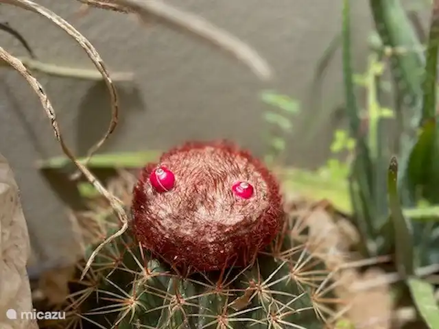 vakantiehuis huren in Aruba, Oranjestad, Seroe Blanco – Casa Charlie Cactus met eetbaar fruit