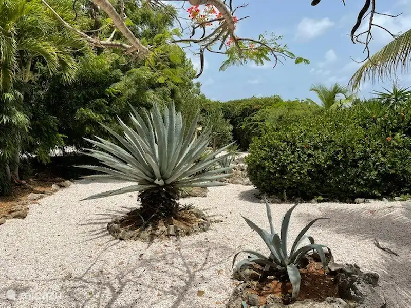 Crown Villas 16 | Bonaire, Bonaire, Sabadeco - Villa Crown Villas 16 | Bonaire, Bonaire, Sabadeco - Villa