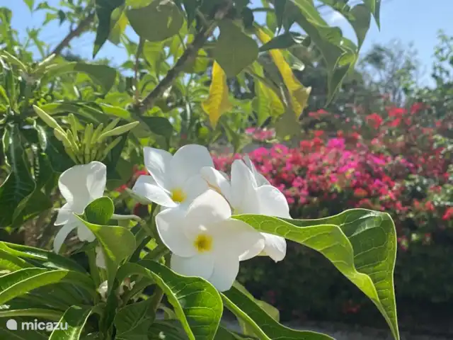 Location de Vacances Curaçao, Banda Ariba (est), Montan'i Rei, maison de vacances - Maison Bon Bida 29 Jardin
